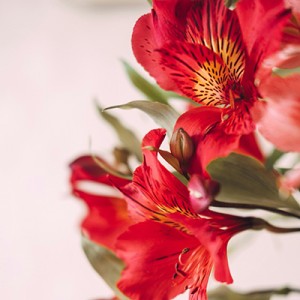 Альстромерии