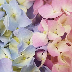 Лизиантусы (эустомы)